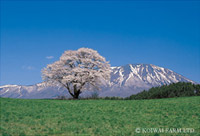 �������Ƃ̖q���n�ɍ炭�u��{���v