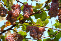 800�N�ȏ�̗��j������b�B�Ԃǂ�