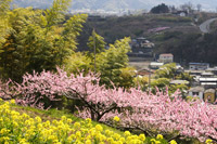 ���̗��E�J���s