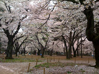 ��{�����̍�